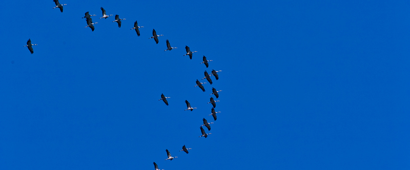 GRUES